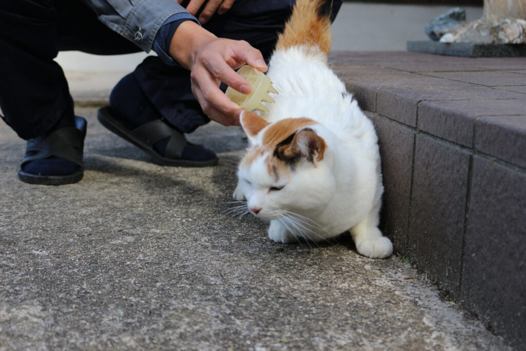 ブラッシングされる三毛猫チビスケ