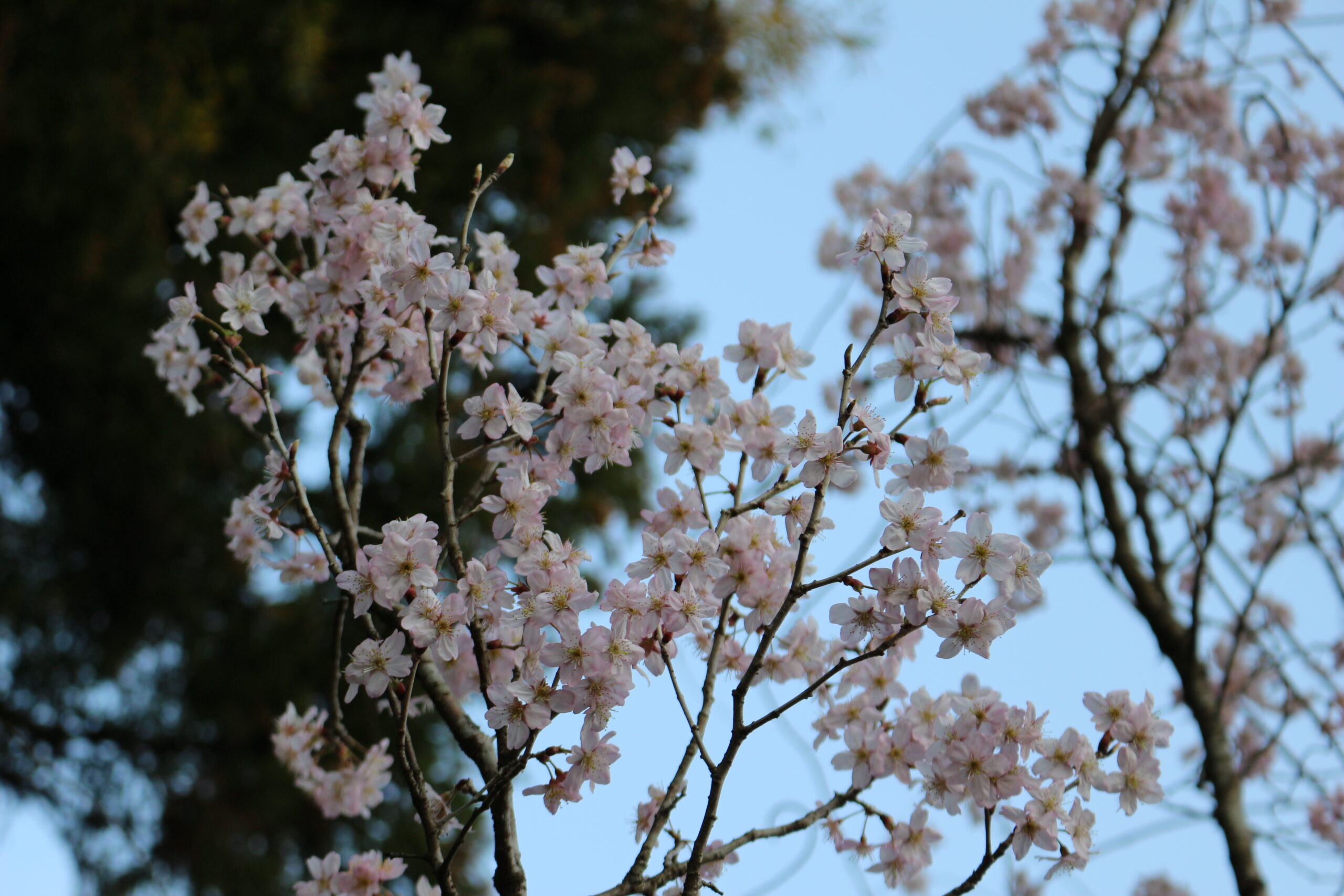 裏山で咲く山桜