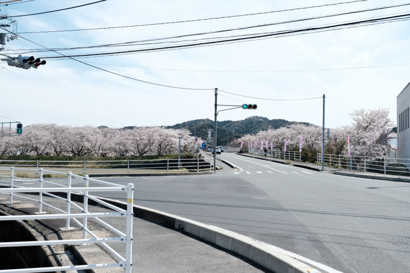 大田市長久町の桜