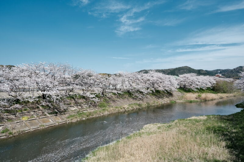 大田市長久町の桜