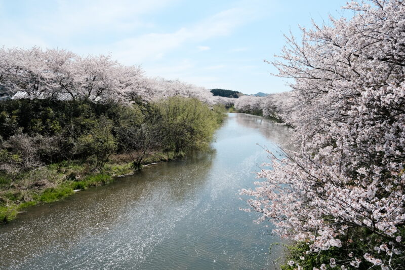 大田市長久町の桜