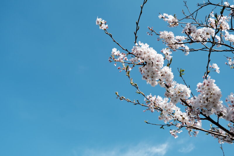 大田市長久町の桜