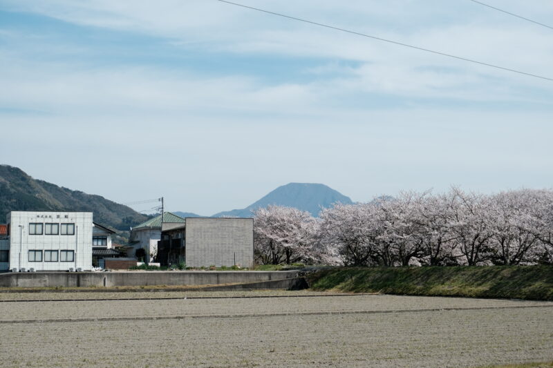 三瓶山と桜