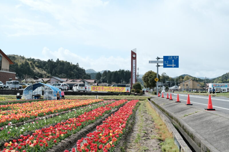 安来市伯太チューリップ畑