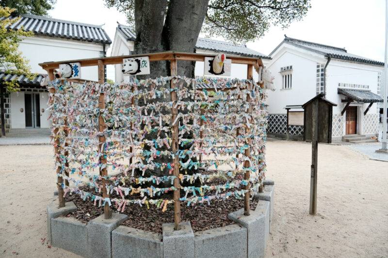 阿智神社の「縁結びの木（もっこく）」と看板が立てられたおみくじ掛け