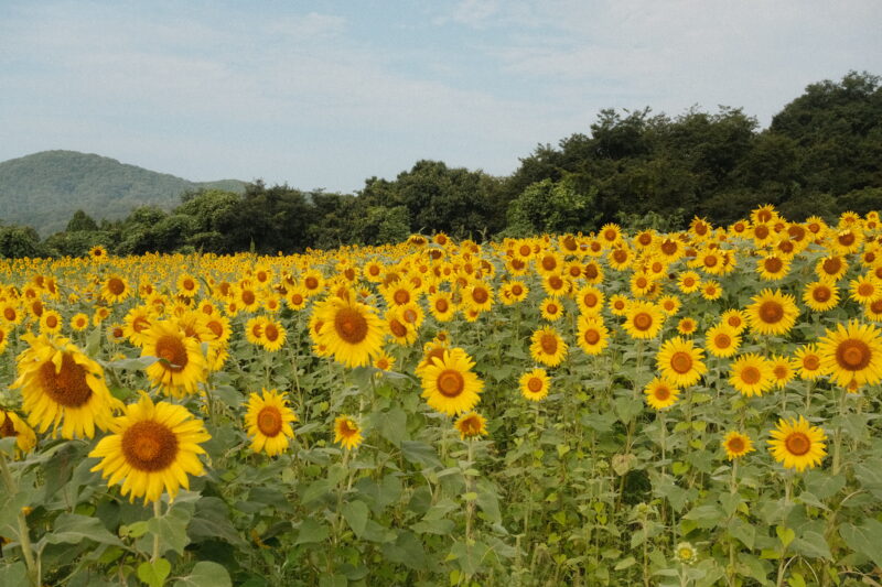 野山嶽のひまわり園