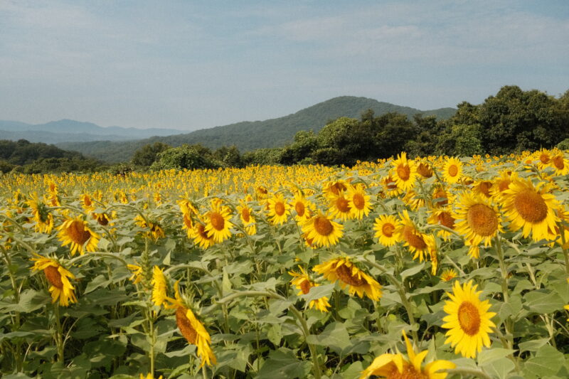 野山嶽のひまわり園