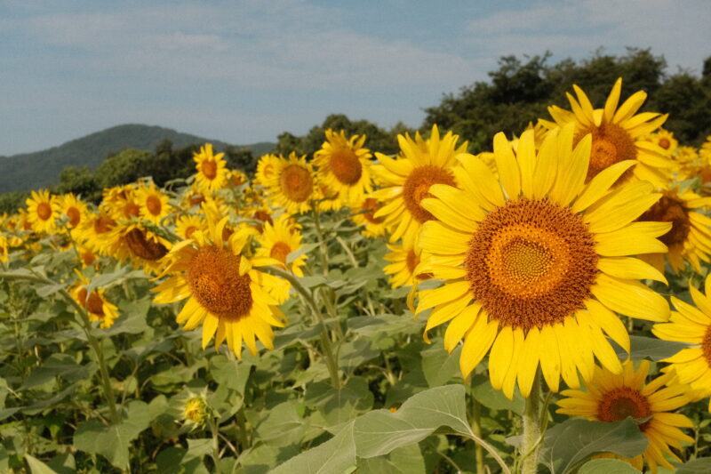 野山嶽のひまわり園