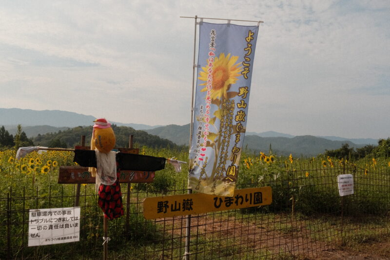 野山嶽のひまわり園