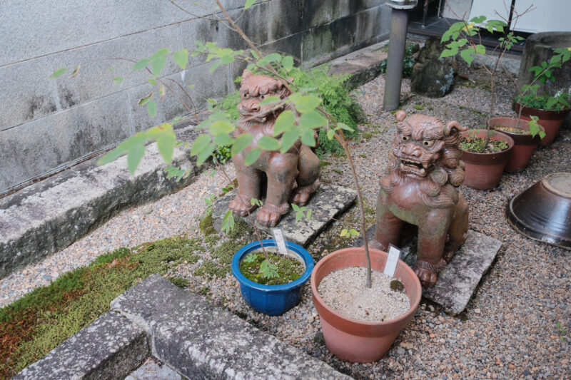 安部榮四郎記念館の紙の原料の木たち